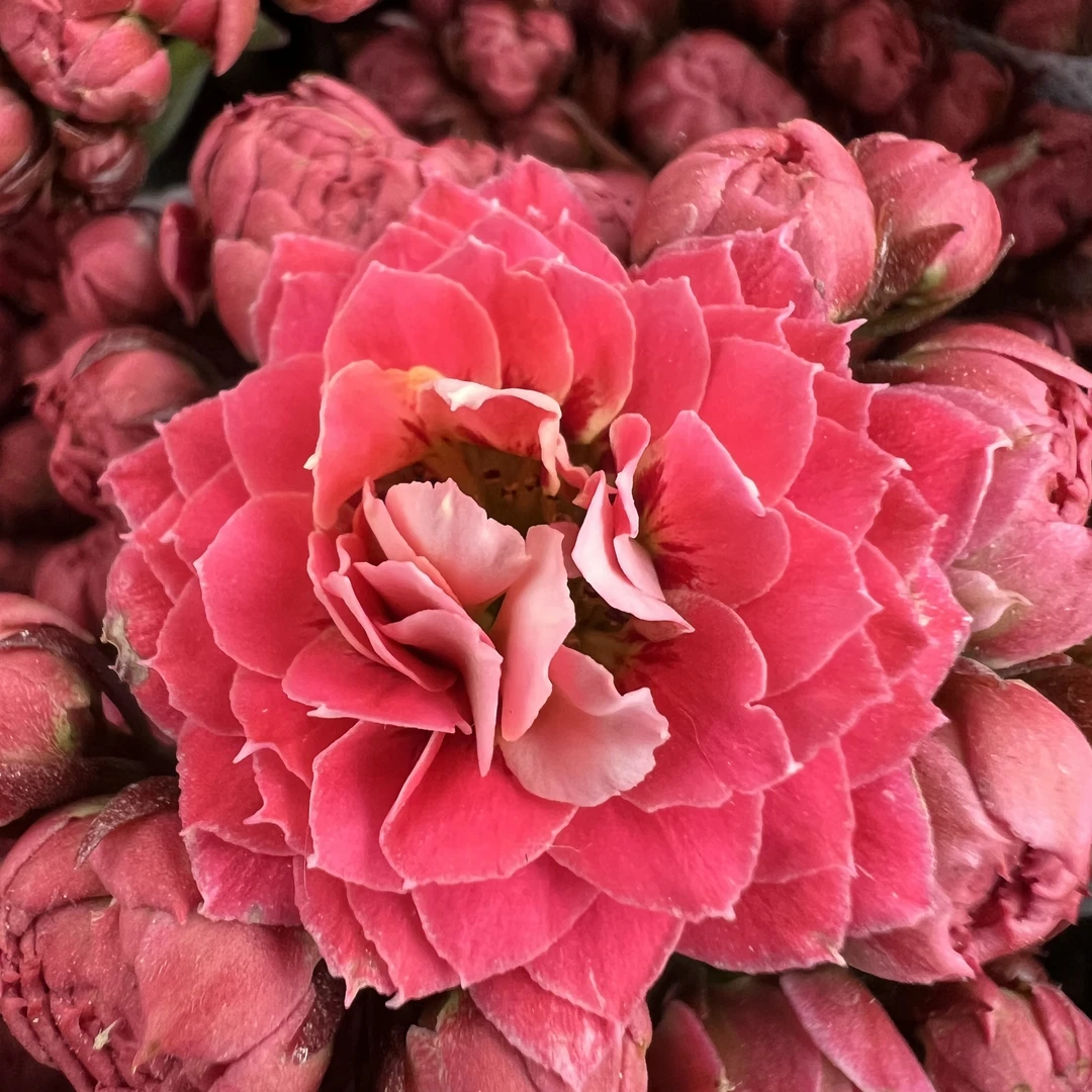 长寿花园～【粉猫】110盆