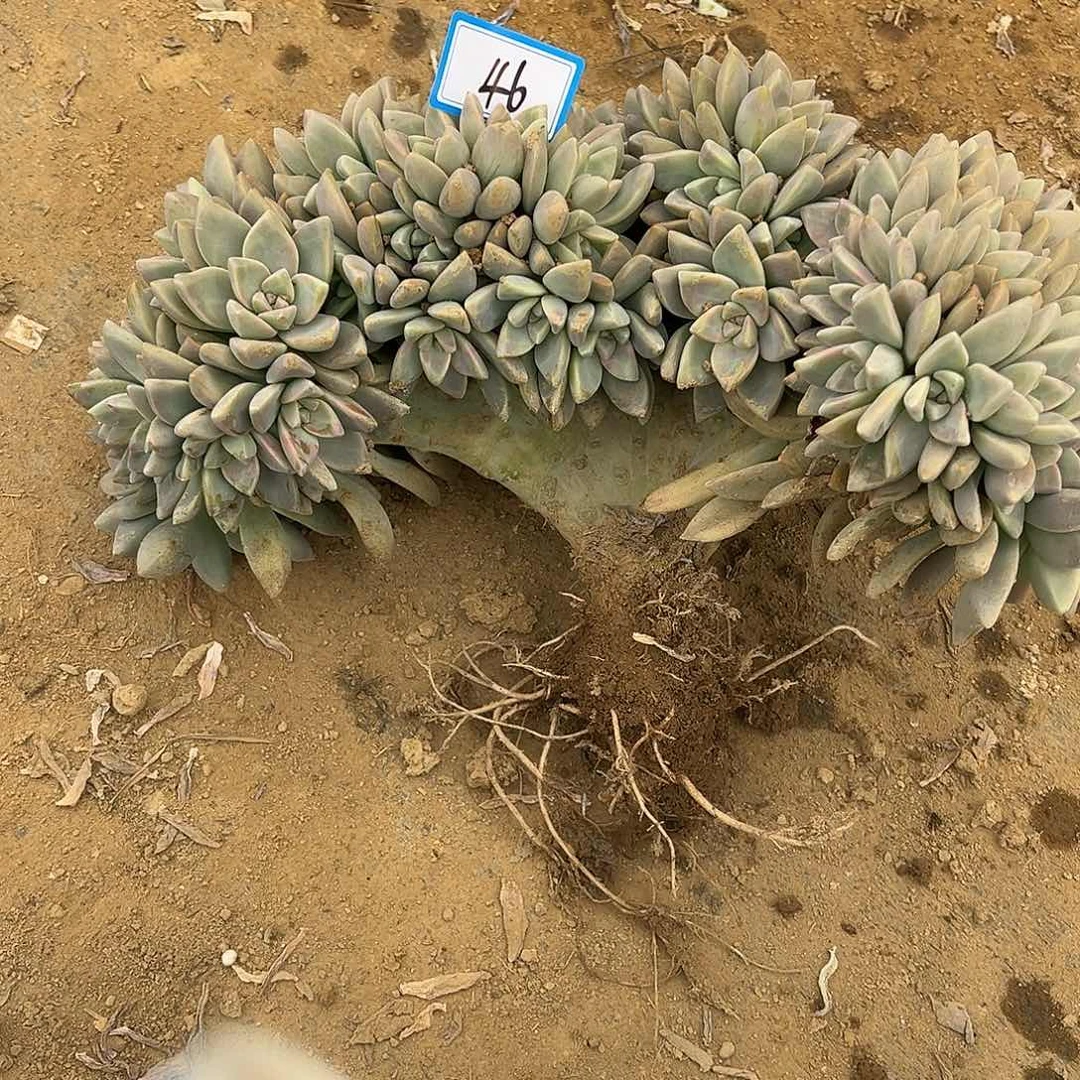 乔****46号淡雪缀化一物一拍