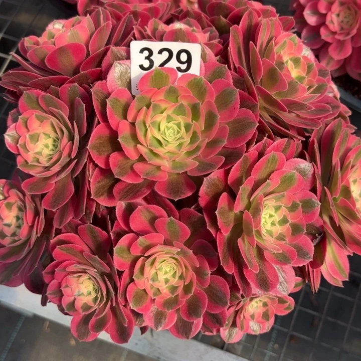 329女巫22厘米左右