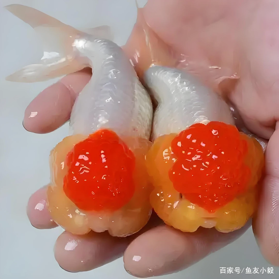 红顶虎鱼苗3公分冷水淡水鱼（15条）