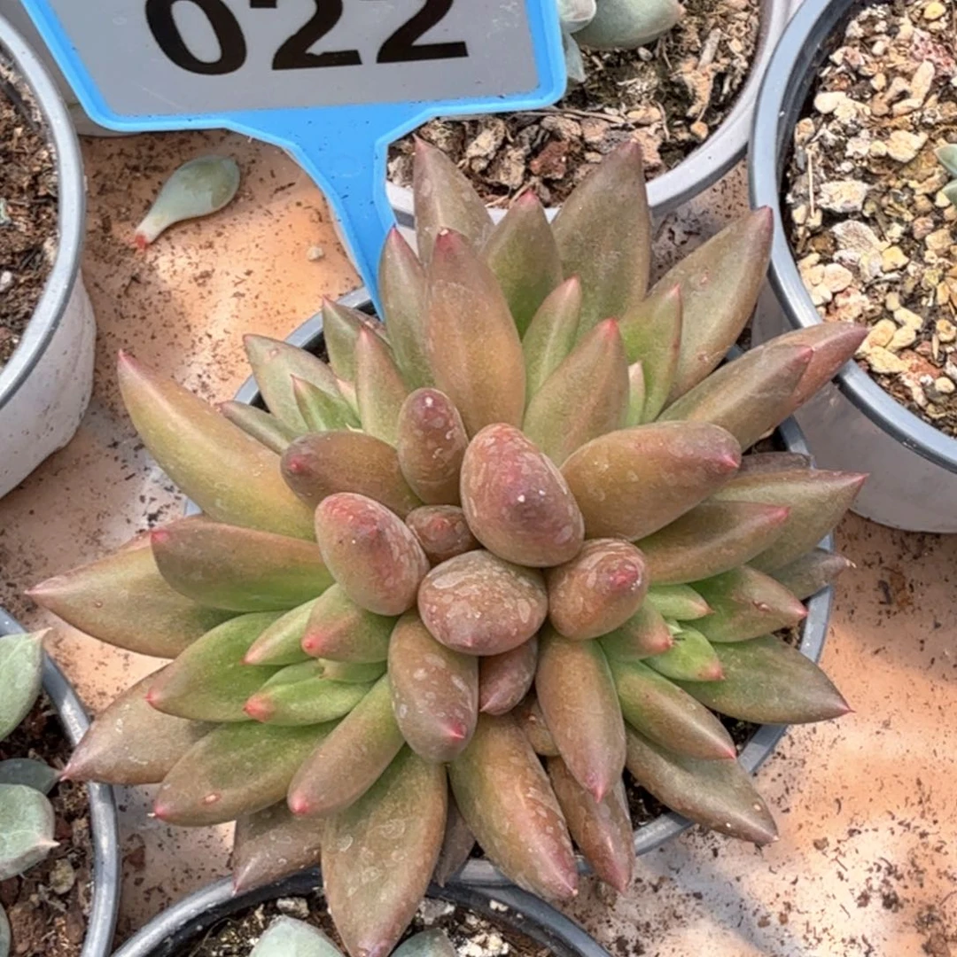 新品美人多肉植物022