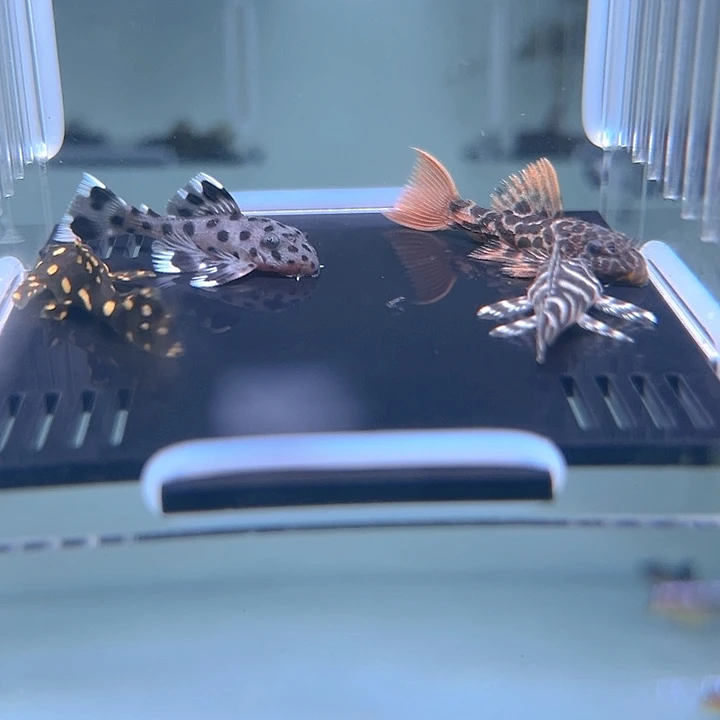 清道夫鱼31-004帝王血钻 龙钻坦克 老鼠斑 白迷宫各一条