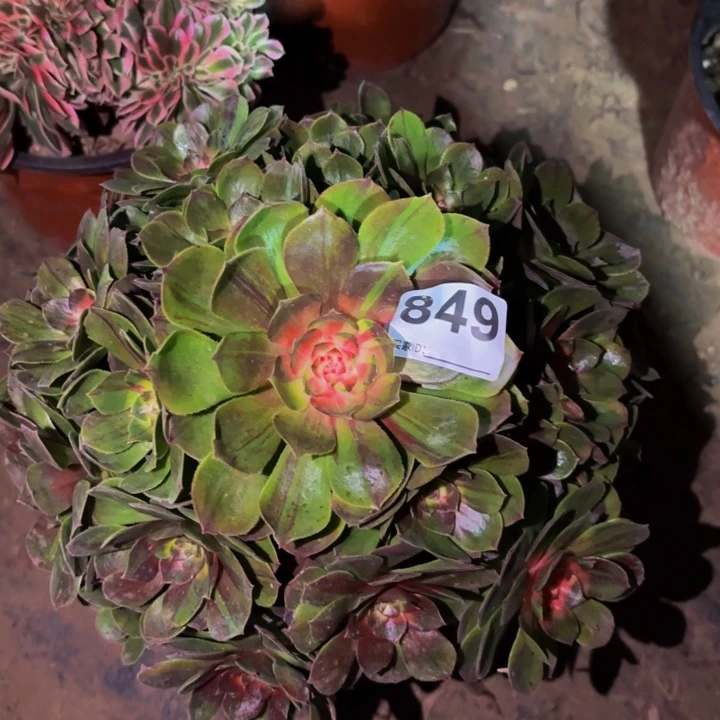 849花月夜多肉植物不售后