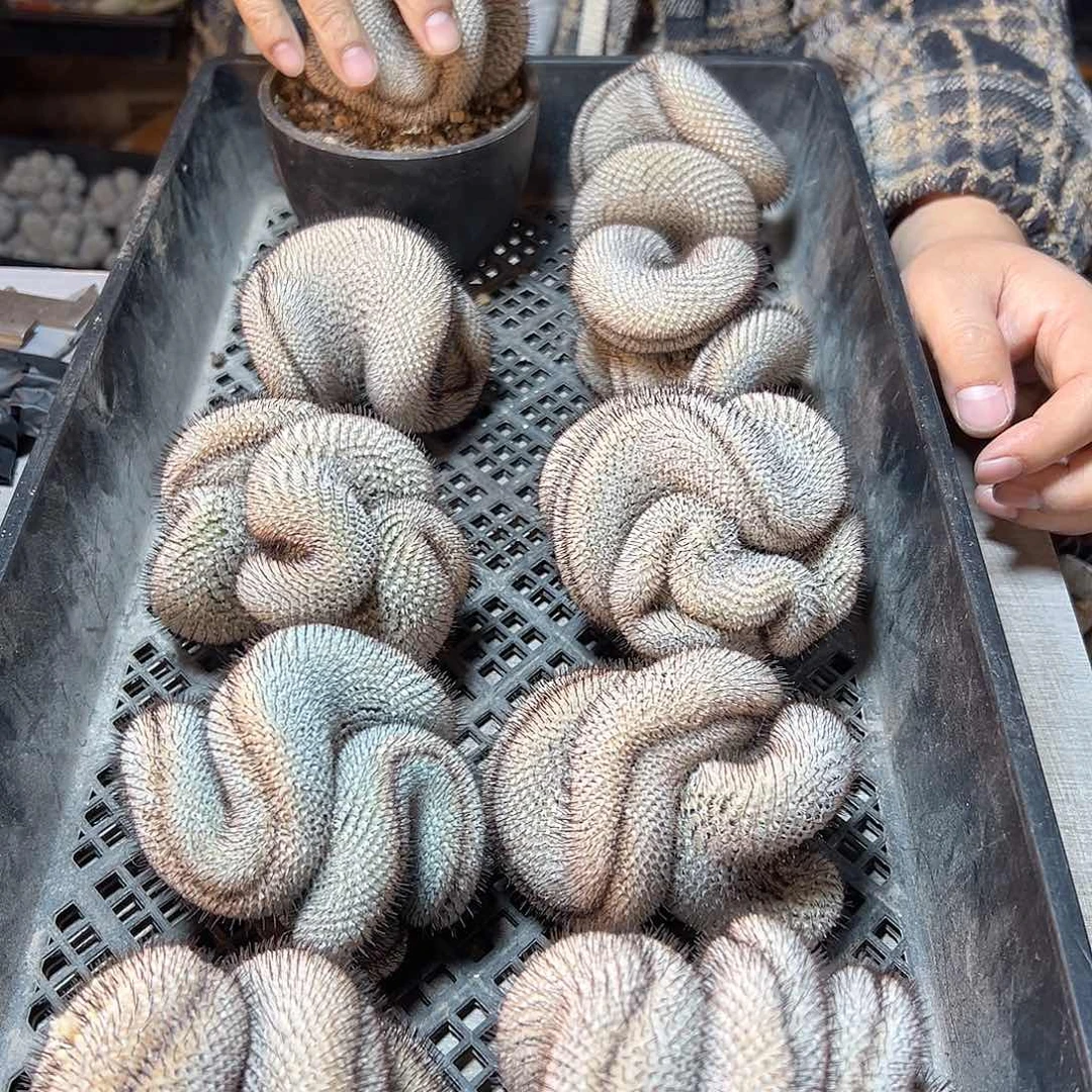 直刺佩蕾缀化无根8公分带小木心