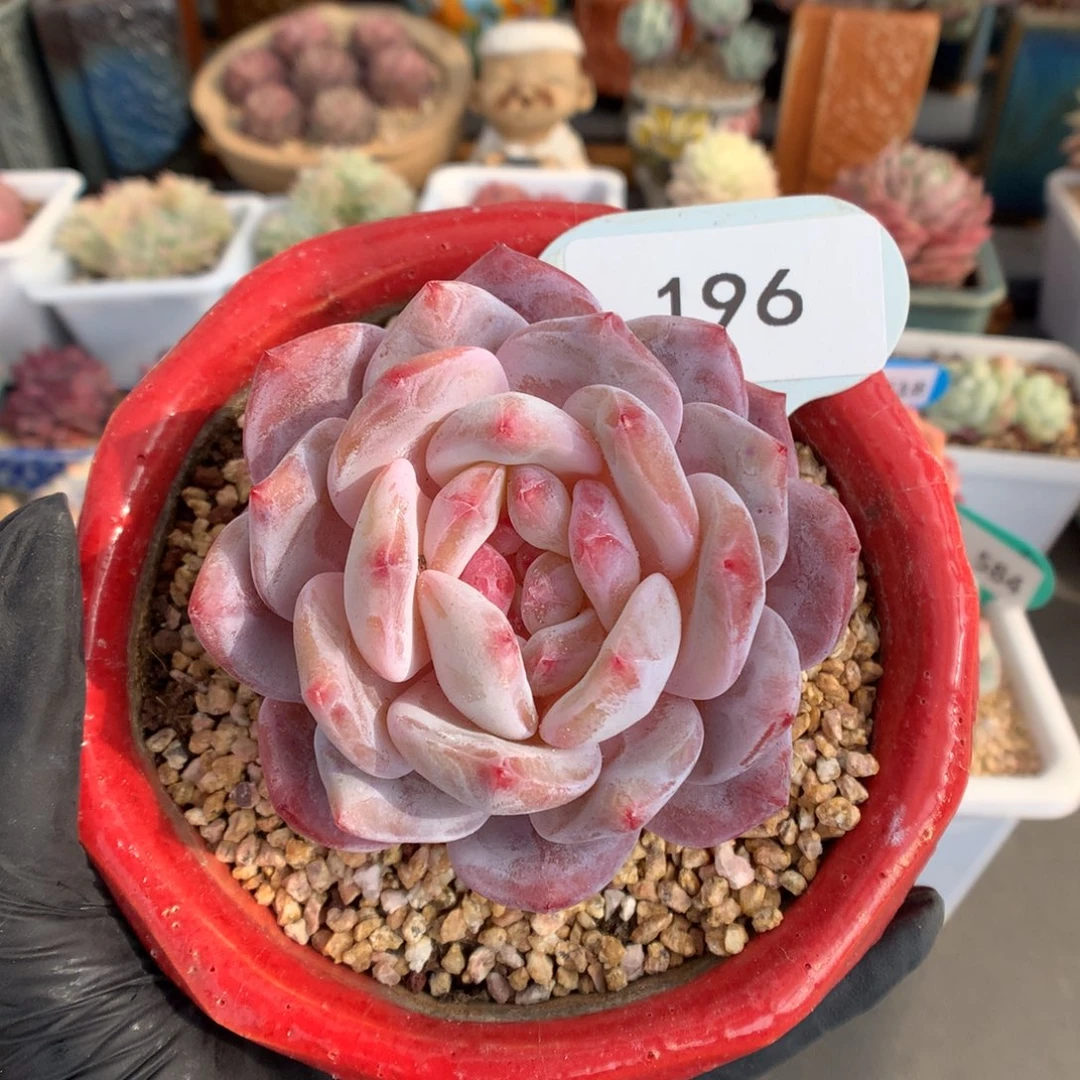 196 粗腿老桩糖心橙