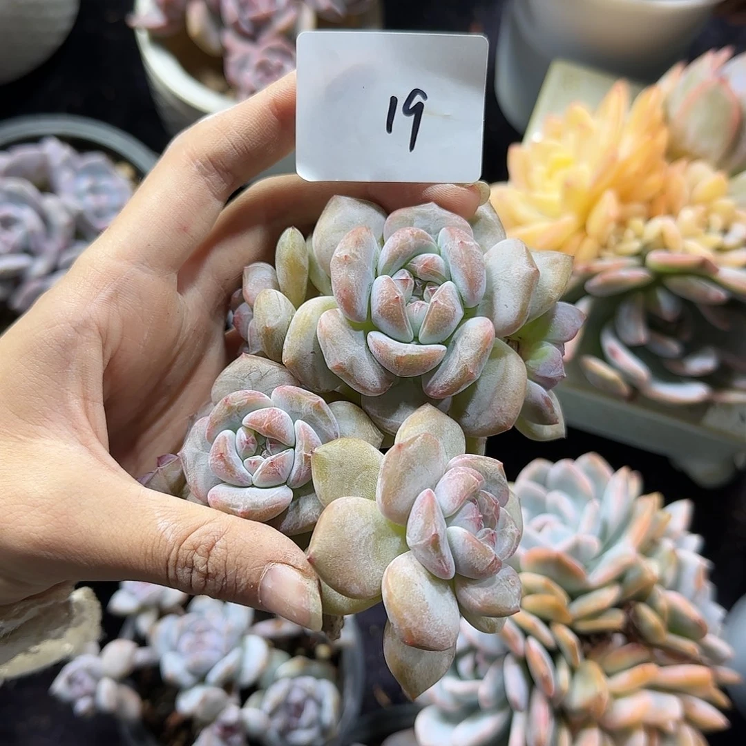两颗星影一物一拍19