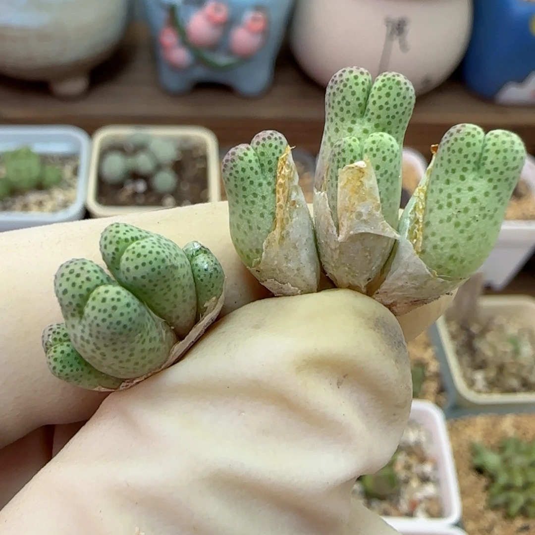 733园艺优选红斑马