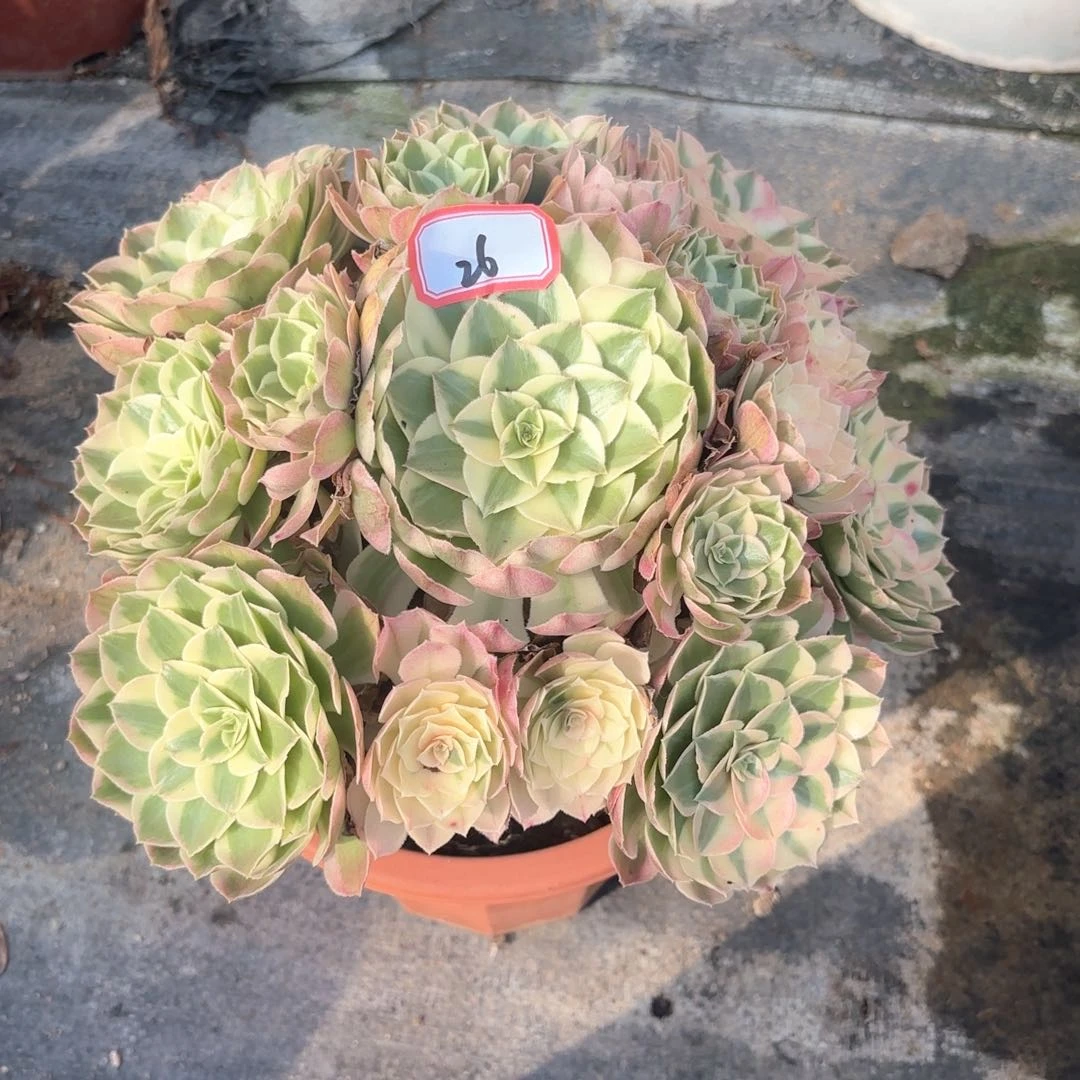 全部花朵什*嘛26西施多肉植物