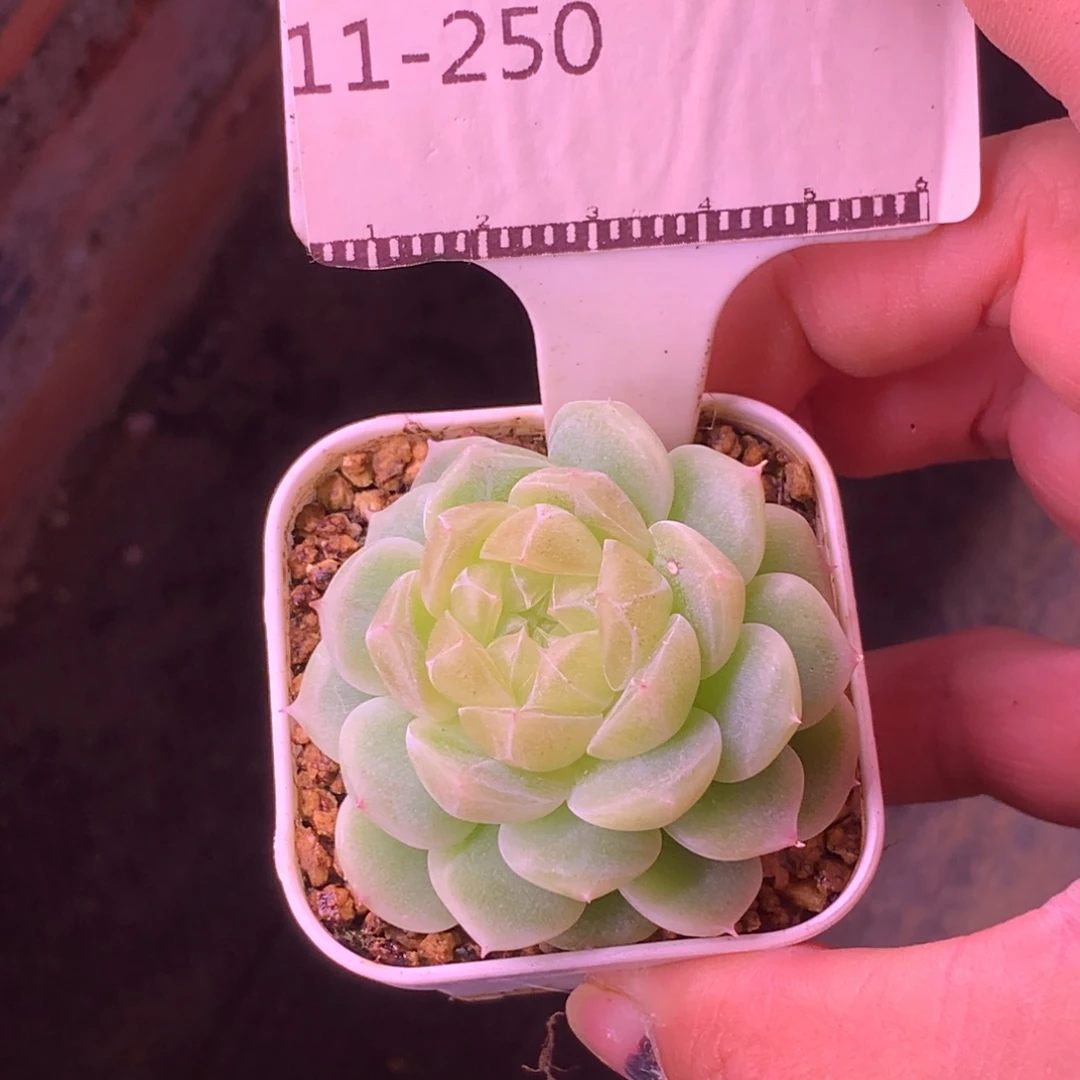 财富密码优选58包邮