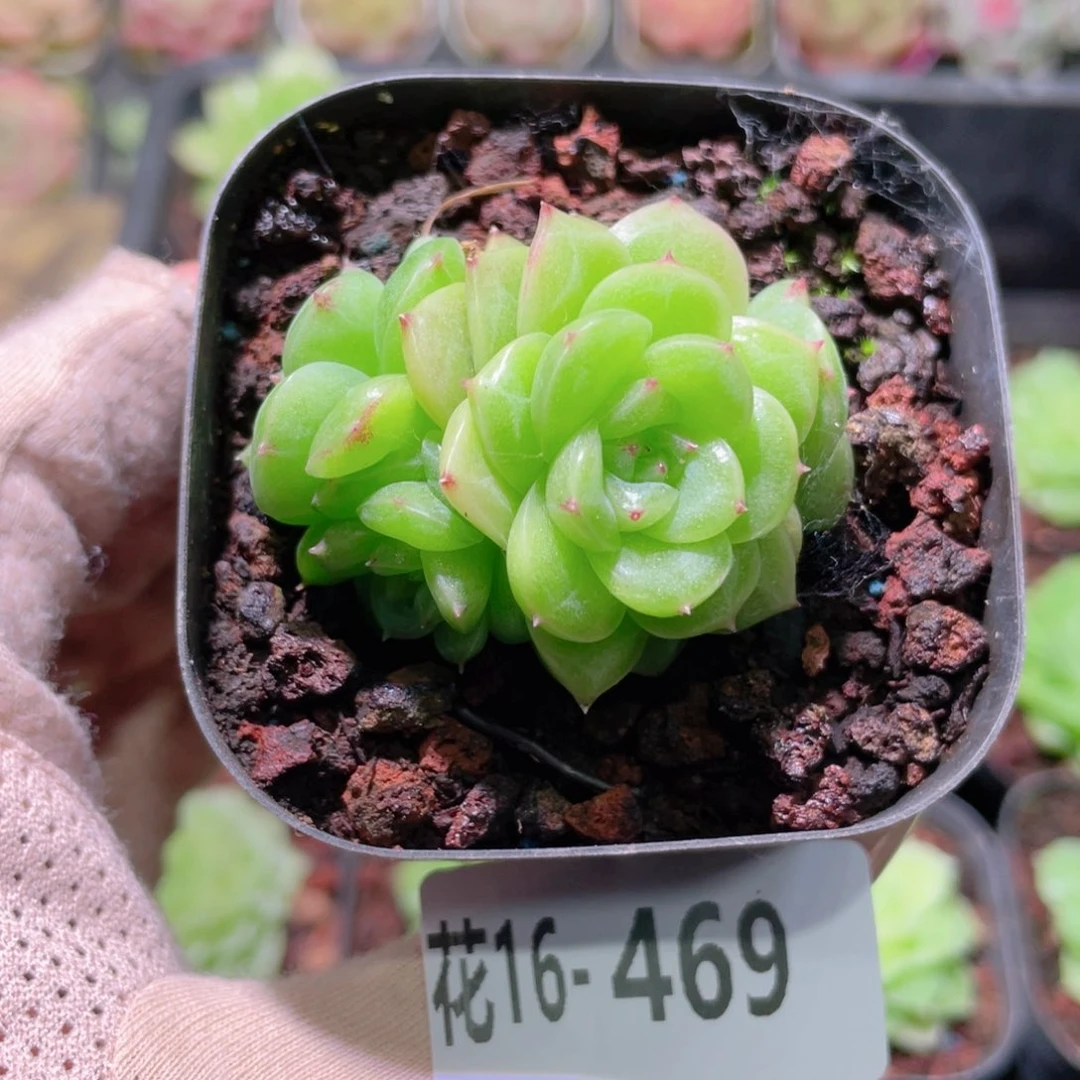 花利美16-469麦秆