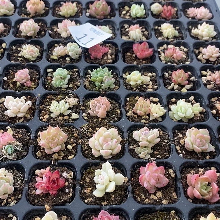 11 多肉植物盆栽花卉