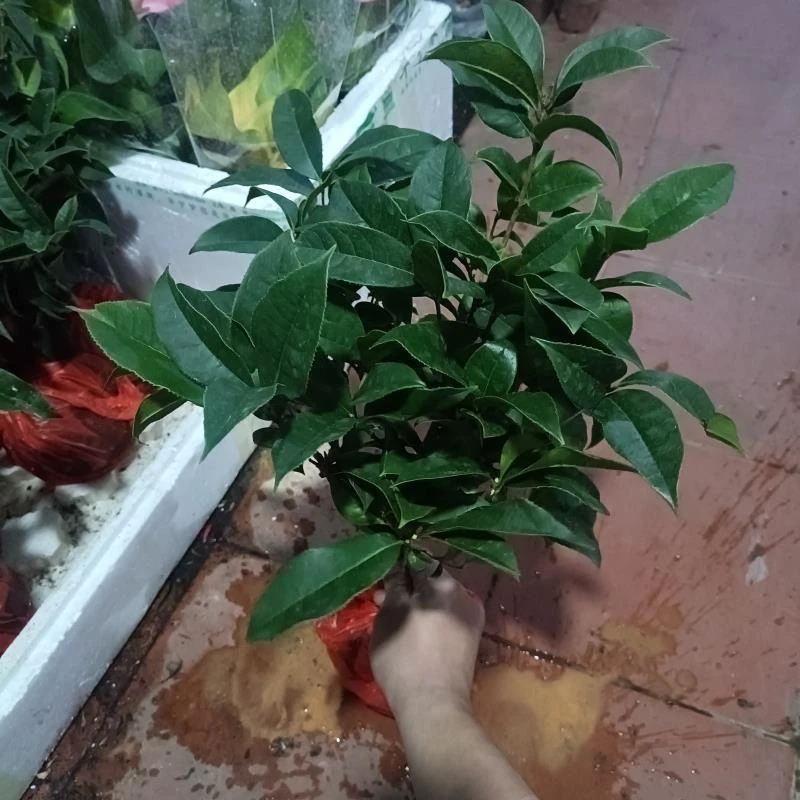 盆栽四季桂花树月月开花浓香型庭院室内外绿植好养易活