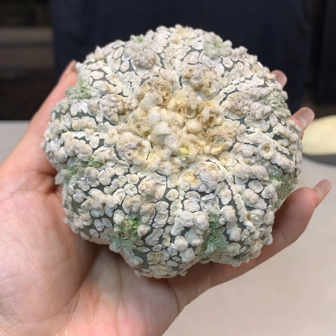 27号 苗接 花园海星兜8.8  无根