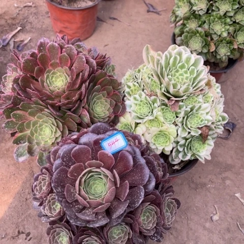 544多肉植物组合