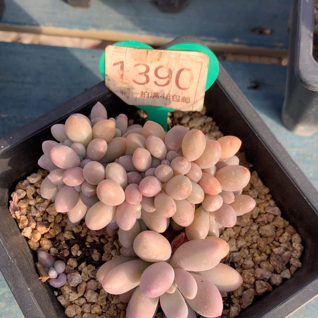 汤圆缀化一物一拍1390