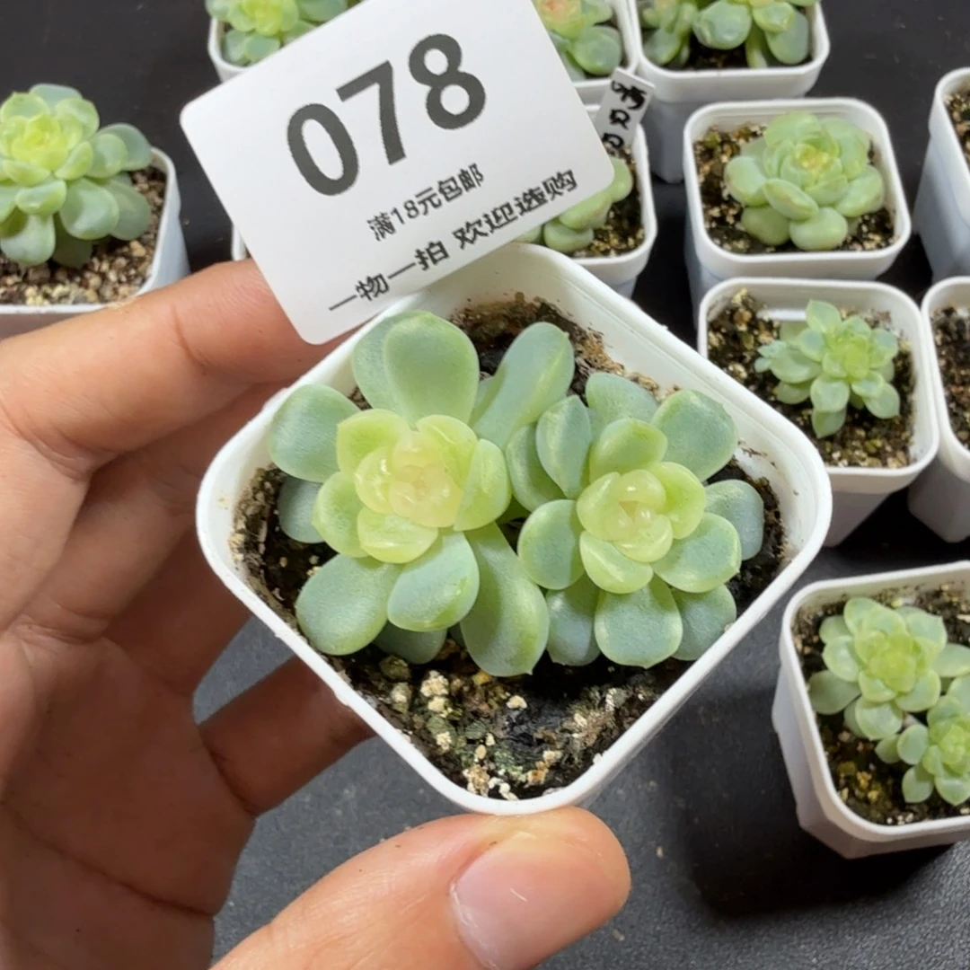 双头无尽一物一拍078