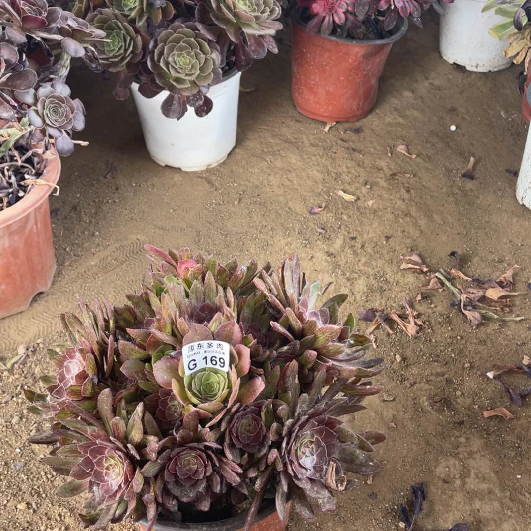 169半夏多肉法师断断枝不包