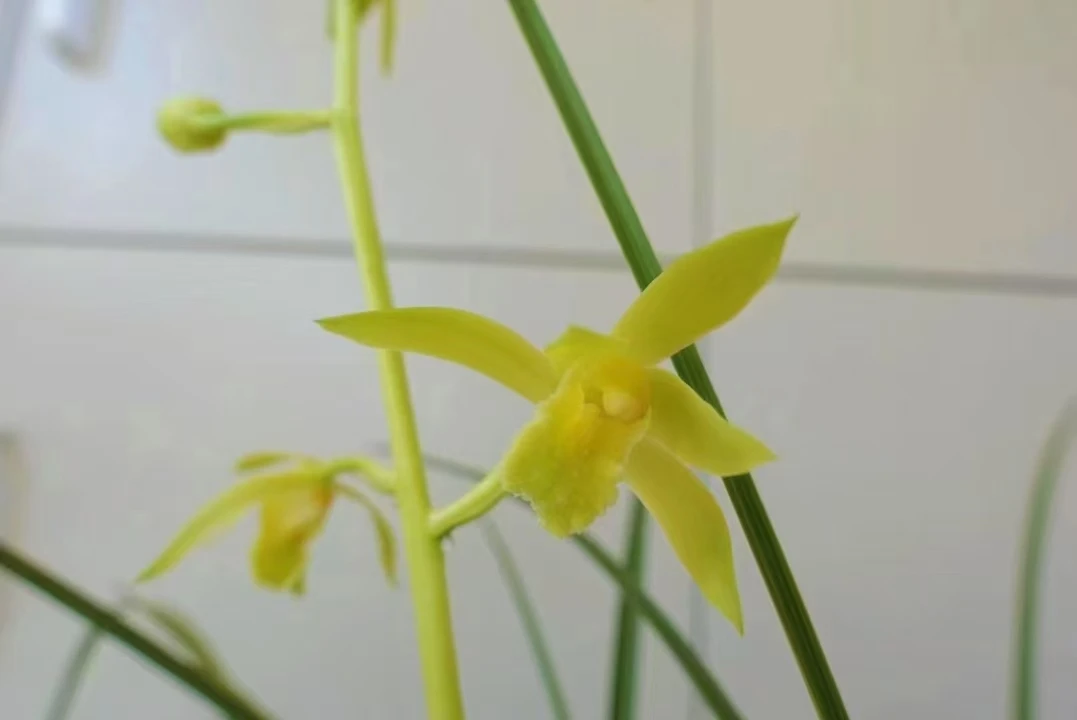 原生苗 湖北随州老品种蕙兰 黄素心花自然苗 兰花