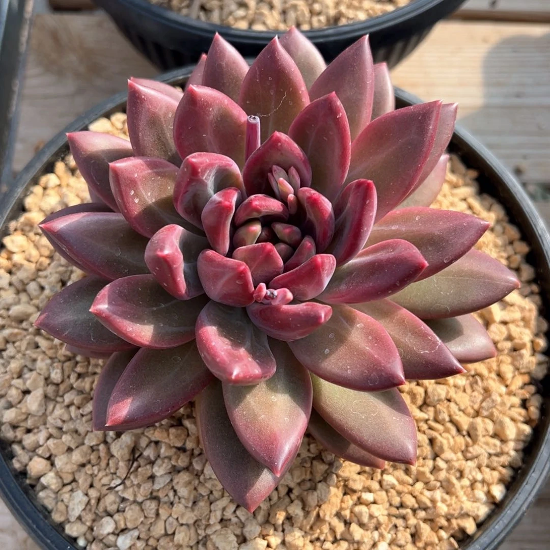 迷雾泡泡多肉植物