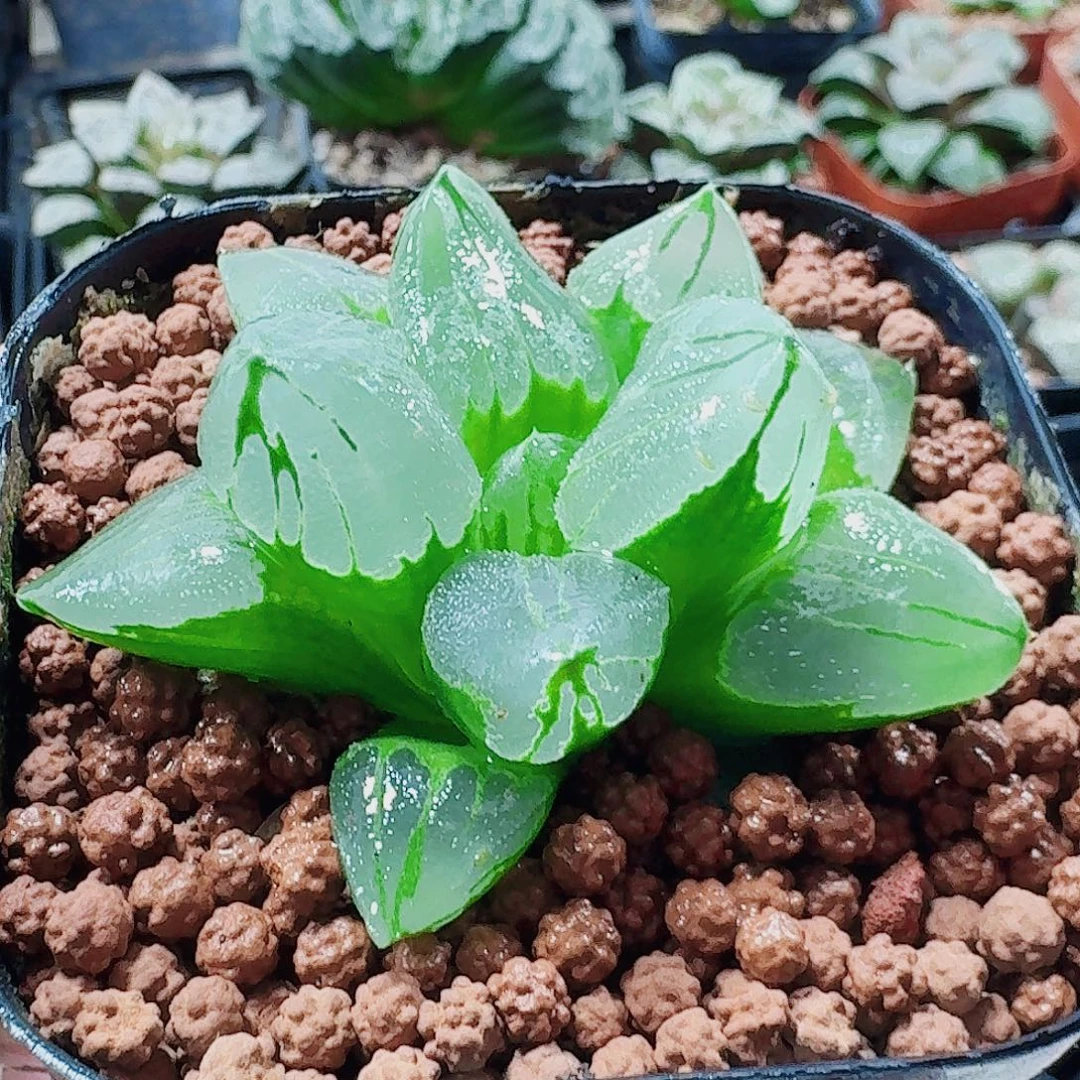 无花朵十二卷 冰城福利