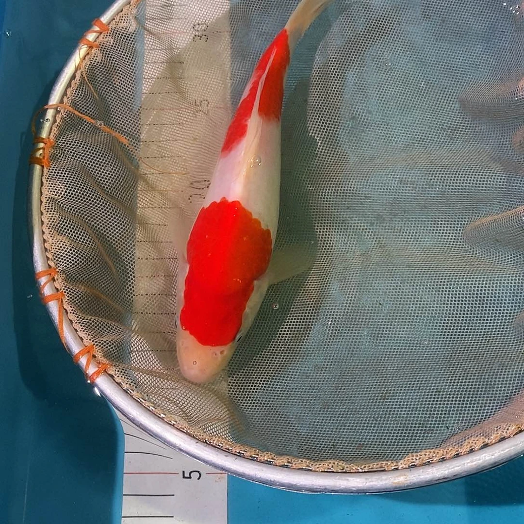 锦鲤红白大正三色包邮包损