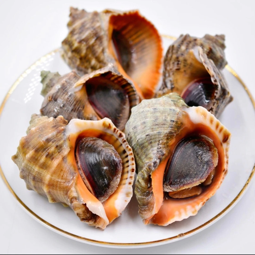 鲜活大海螺 肉质劲道 低脂高蛋白 约500g/份
