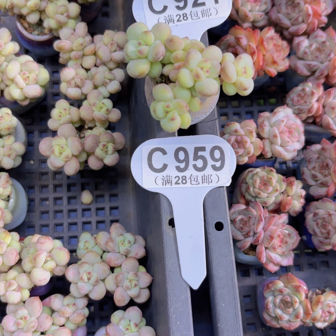C959阳光玫瑰一物一拍
