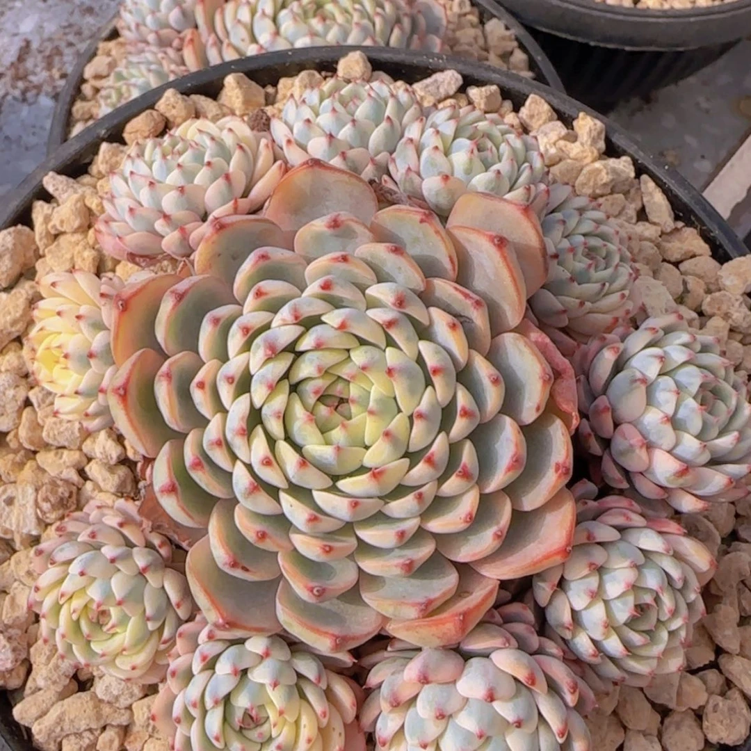 【闪购商品】手捧姬莲锦