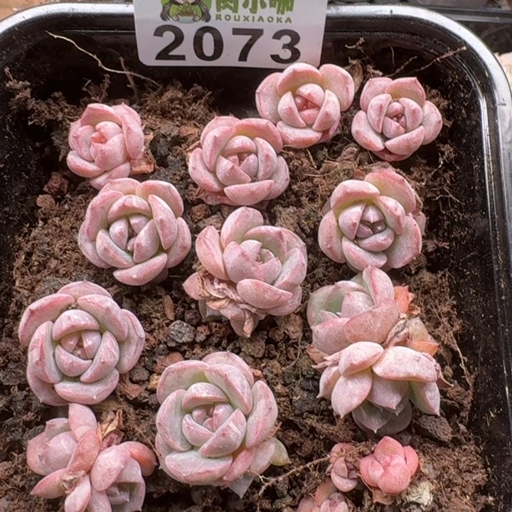 *****无花朵多肉植物多肉植物