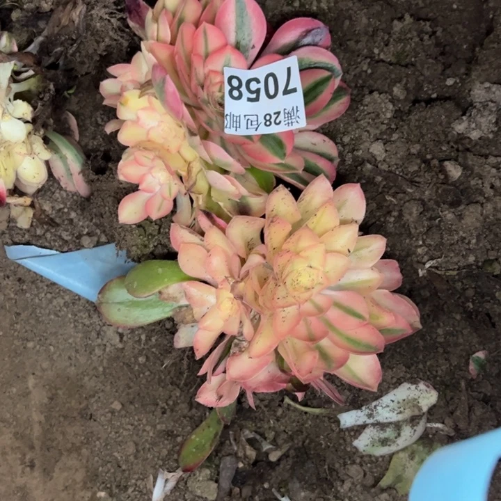 7058南两颗不包损多肉植物