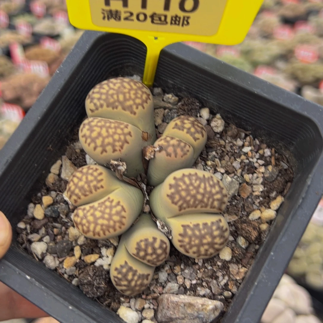 110 生石花大群生大群生