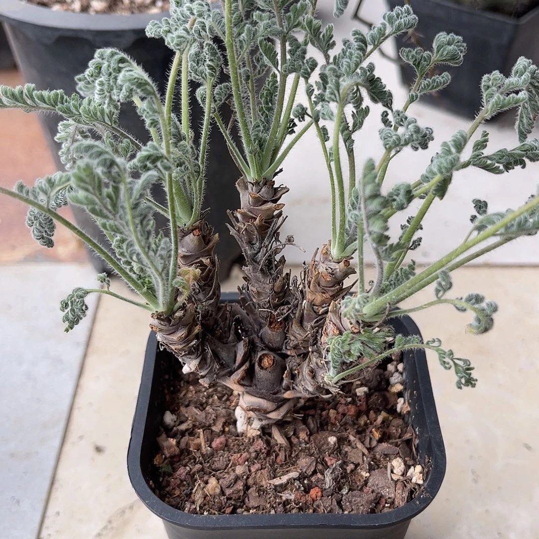 实生豪猪洋葵一物一拍