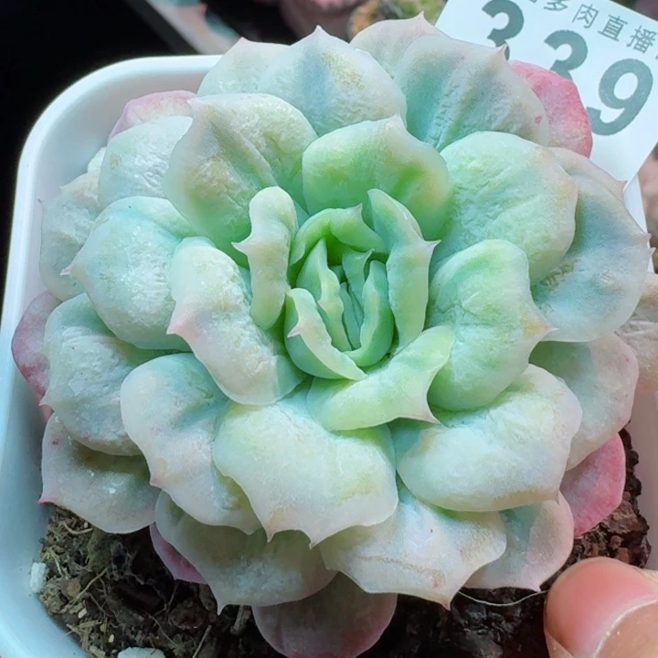 泡泡纱裙         精控精养多肉植物