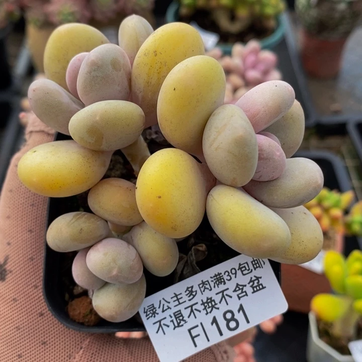 蛋黄奶老桩有砍8cm181多肉