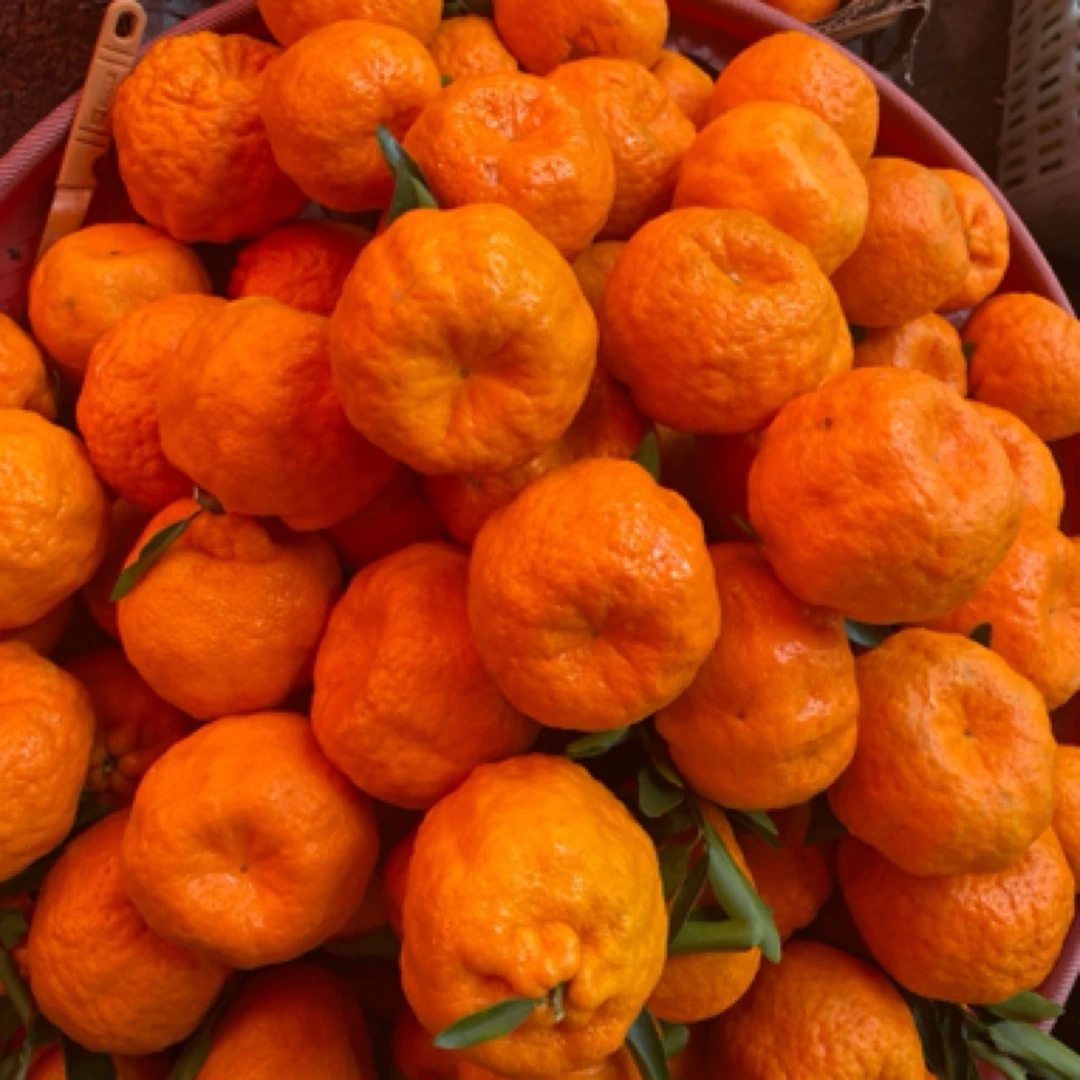 云南大理宾川高山椪柑