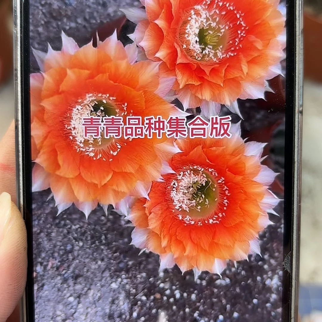 金刚拉菲5.5公分左右