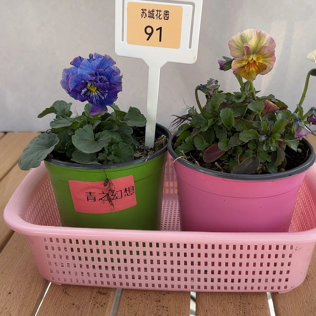 大部分开放少量花苞91