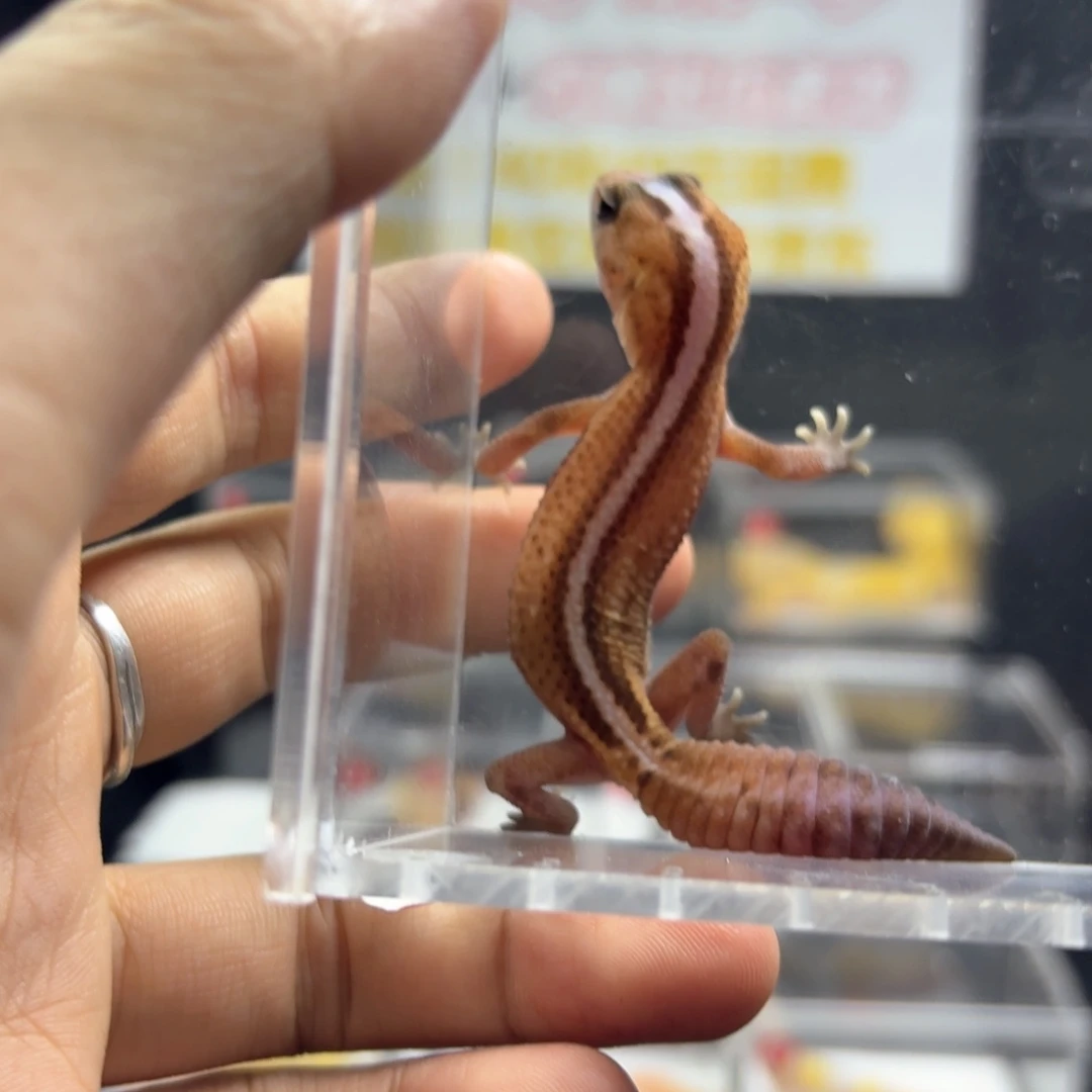 肥尾守宫无纹直线