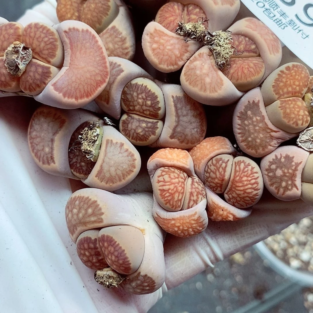 我会把钱花给他们还完539