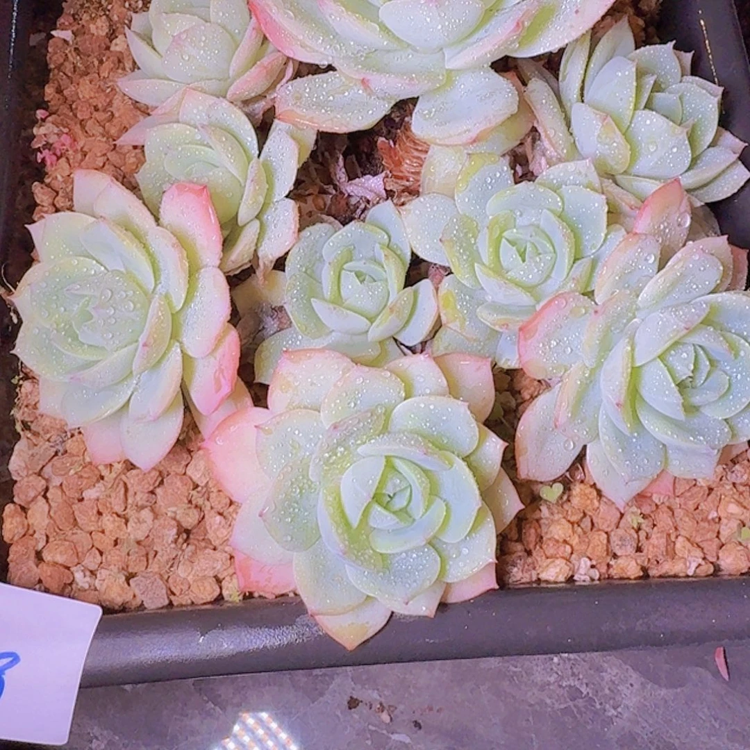 15119恋曲多肉植物