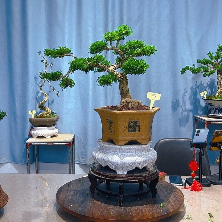 无花朵广东皱皮雀舌黄杨