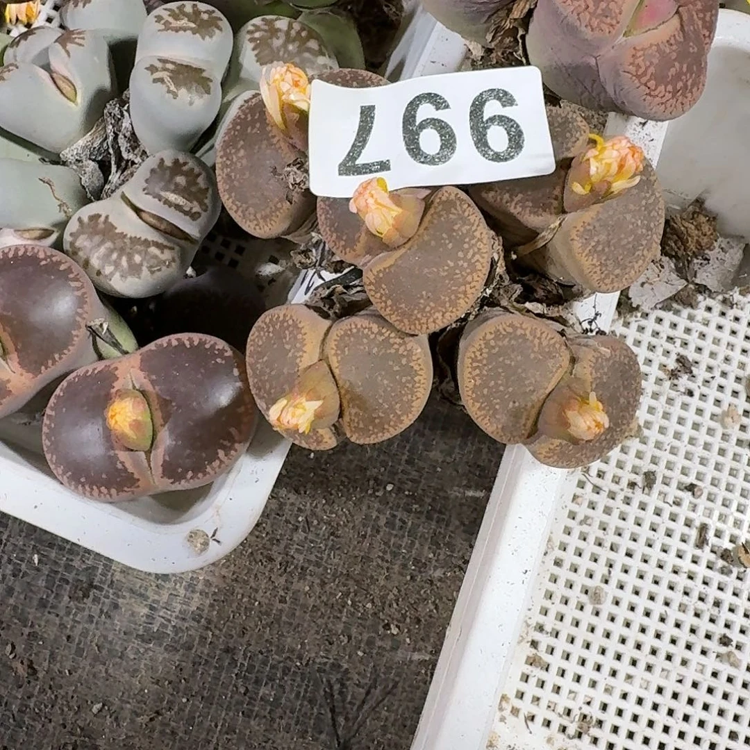 一***妈生石花一物一拍997