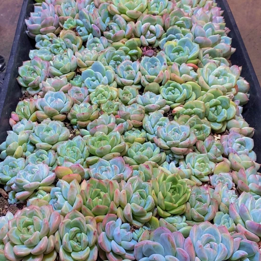 小***芦271多肉植物保护研究所所长助理研究员