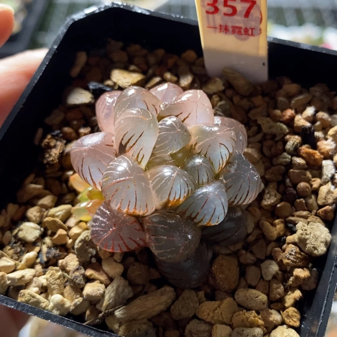 357姬玉露锦一物一图