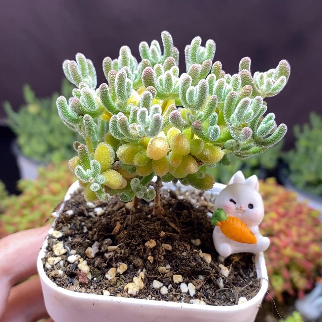 无花朵67号优选冰晶枝干