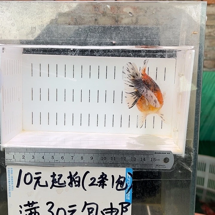 金鱼湖*金鱼福利多多