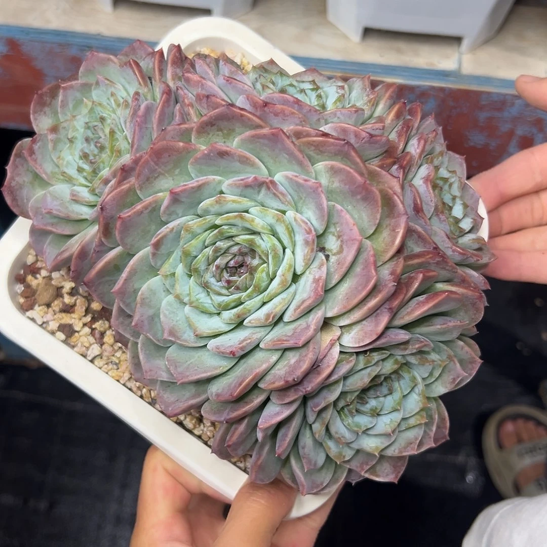 多肉植物一物一拍02