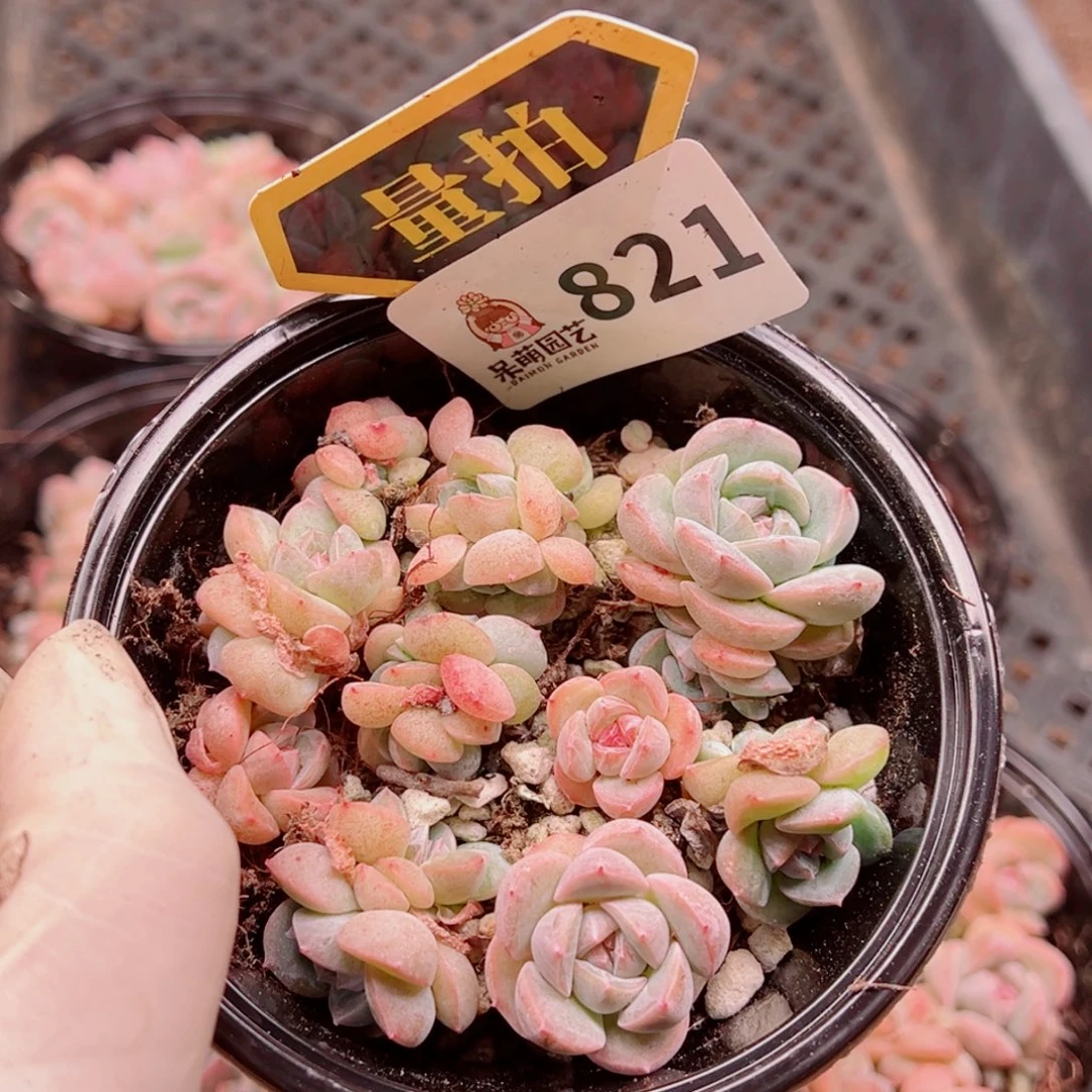 多肉植物多肉植物