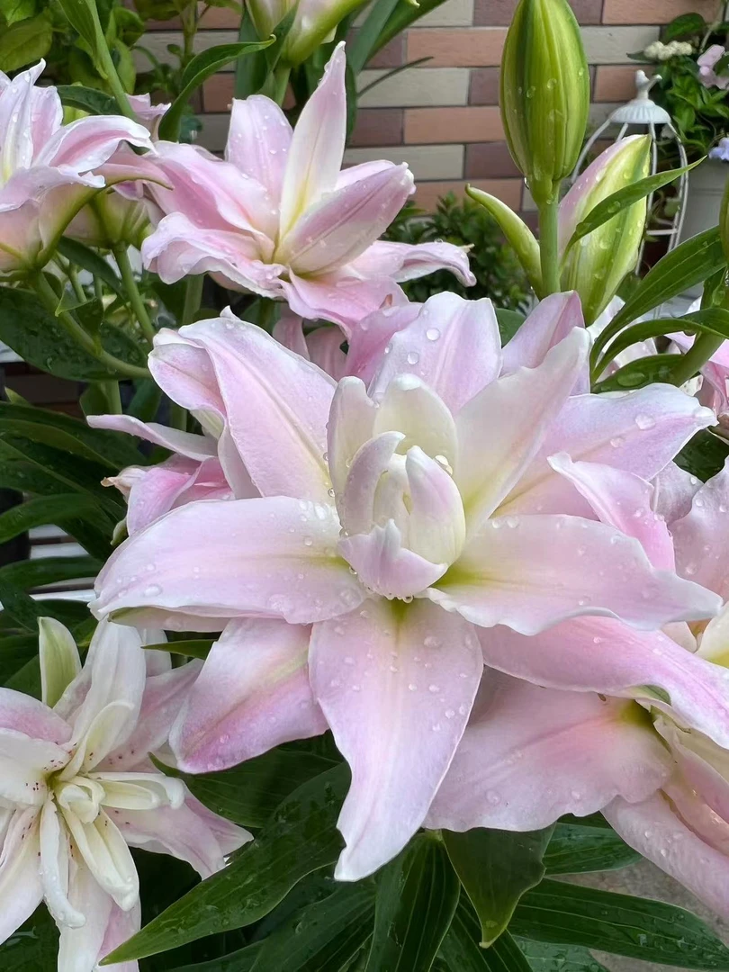 z四季可种1个【魔法公主】14/16重瓣百合花球庭院阳台花球