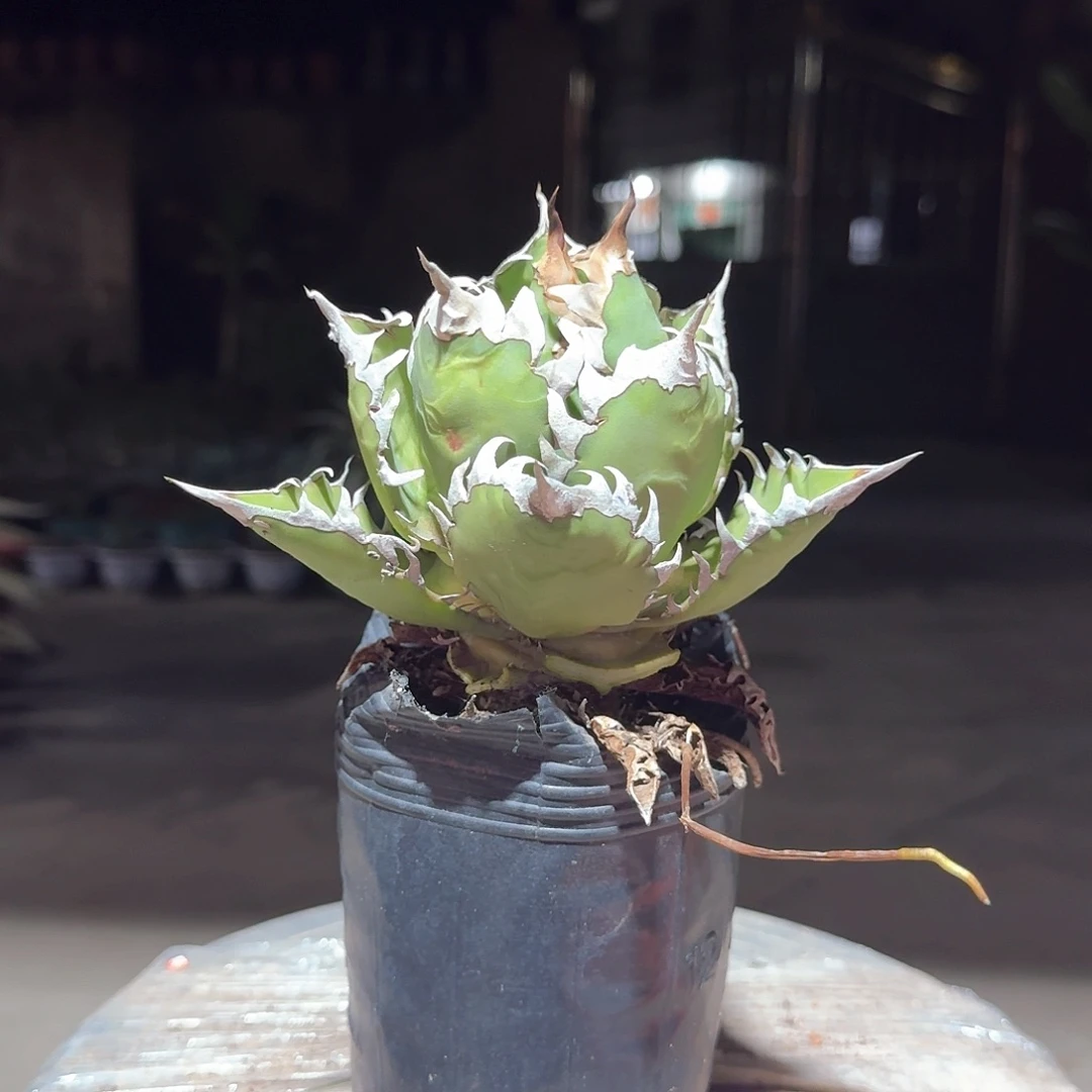 红猫仁王冠龙舌兰一一